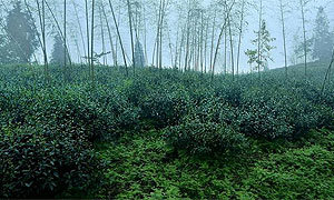 守护峨眉半山有机茶