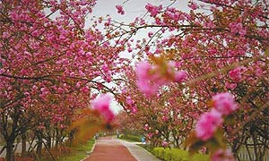 踏青赏花好时节：成都青白江赏樱花旅游攻略大全