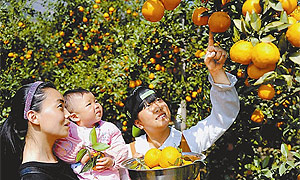 去石棉品黄果柑 来蒲江采摘春茶