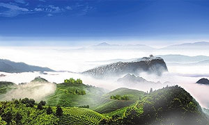 “绿茶之都”大峨眉