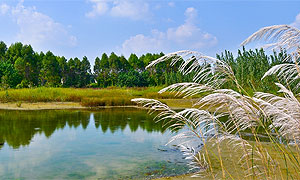 成都新津打造白鹤滩国家湿地公园