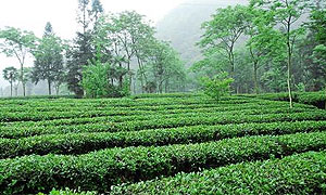 峨眉山应打造“茶园中的马尔代夫”