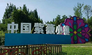 紫薇赏花季浪漫上演 周末到新都军屯看花海