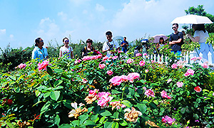 花果飘香 旅游达人点赞新都