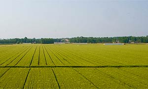 武胜中心城区拟划定永久基本农田3625.82亩