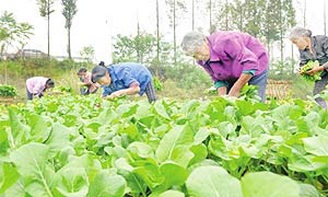 武胜秋季蔬菜喜获丰收