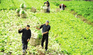 广安武胜县大力发展蔬菜种植产业 繁荣农村经济