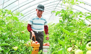德阳什邡：走出产业新路子 鼓起农民钱袋子