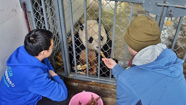 旅美大熊猫“宝宝”回国后状态良好