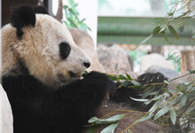 大熊猫“蜀兰”将离开兰州赴成都