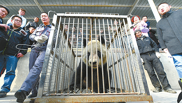 大熊猫“蜀兰”告别兰州 回川养老