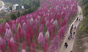 德阳中江：打造观赏桃花谷 拓宽山区致富路