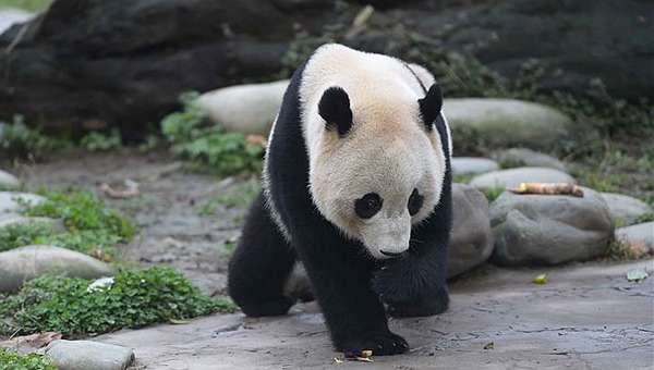 旅美明星大熊猫“宝宝”结束隔离今日亮相