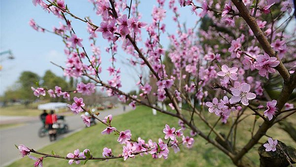 成都青白江凤凰湖畔：春暖花开醉人游