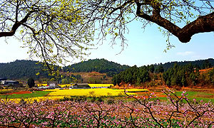 德阳广汉市滴水村抓住桃花节机遇加快脱贫步伐
