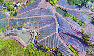 广安武胜3000亩玫瑰庄园在建中