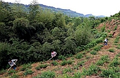 国社@四川｜达州：金银花种植助力农户脱贫