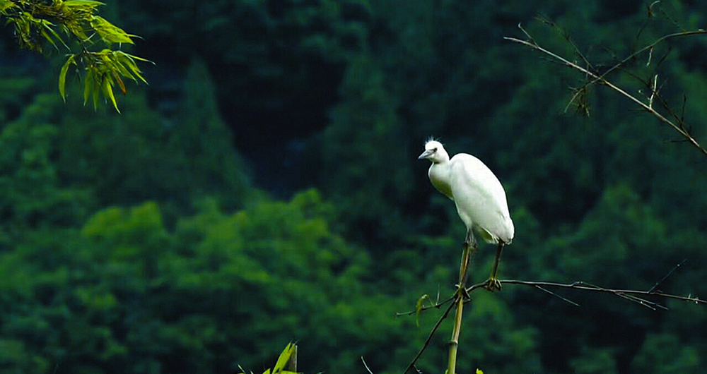 千只白鹭恩阳安家 人鸟和谐绘就生态画卷