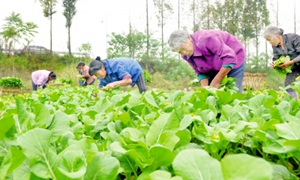 多箭齐发 广安武胜农村改革全面提速