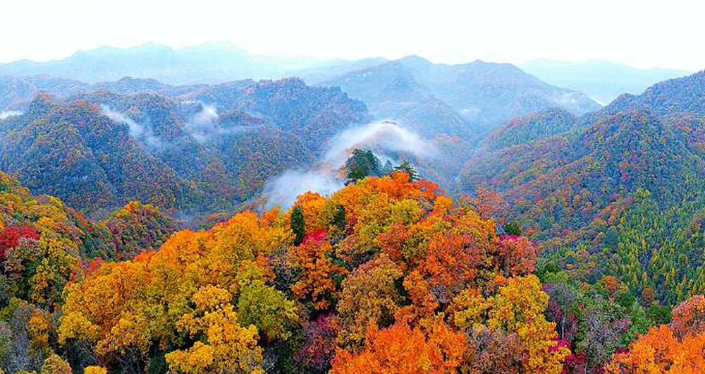 巴山红叶雾海中若隐若现 仿佛走进童话世界