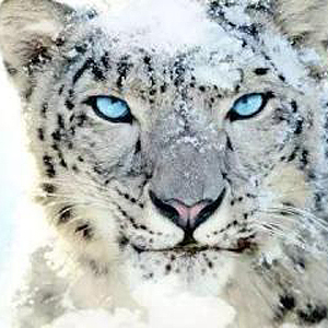 新华网四川新闻百科数据库