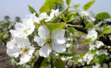 籍田天府梨园梨花盛开