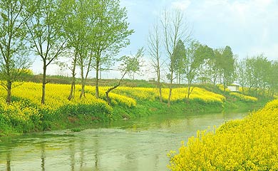 籍田清华村油菜花烂漫