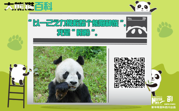 大熊猫百科｜熊猫祖祖“盼盼”