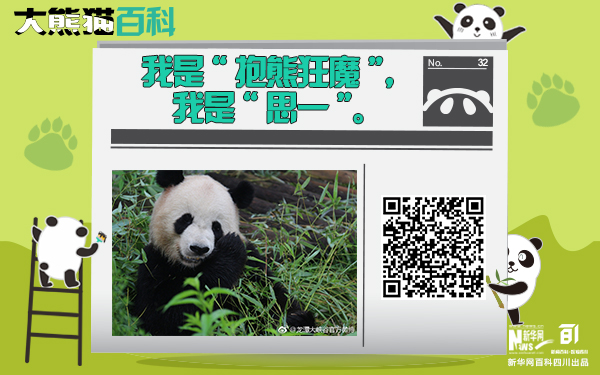 大熊猫百科丨拥抱世界的“思一”