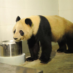 大熊猫“蜀兰”已回家乡四川