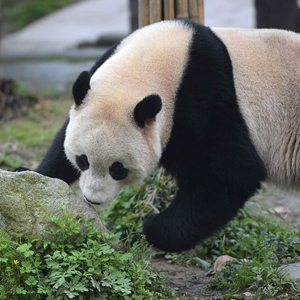 旅美明星大熊猫“宝宝”结束隔离