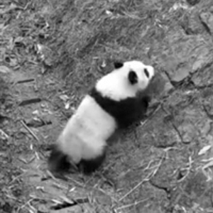 大熊猫“和盛”野化放归期间死亡