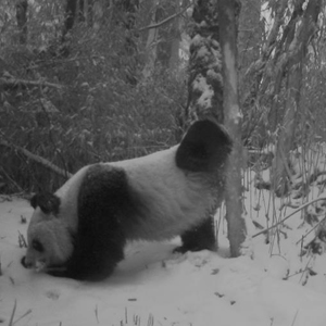 卧龙野生大熊猫进入发情期 4月3次被拍到“圈地恋爱”