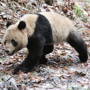 大熊猫“八喜”“映雪”将同时放归自然