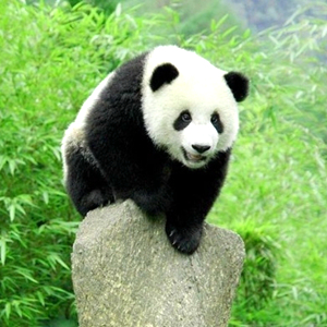 大熊猫语言密码被破译