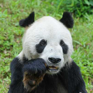 大熊猫“盼盼”离世 全球近四分之一圈养大熊猫系其后代