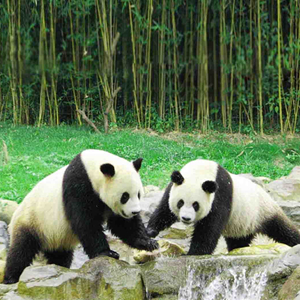 四川卧龙拍摄到“恋爱中”的野生大熊猫