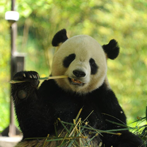 全球“粉丝”最多的大熊猫“泰山”初尝爱滋味 有望当爸爸
