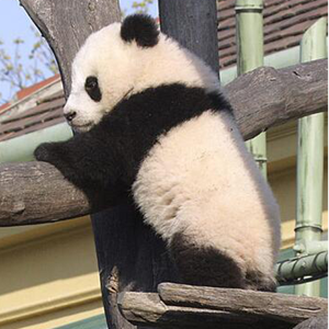 盘点中国的“熊猫外交”