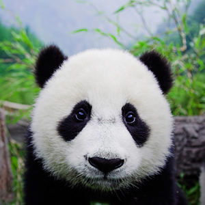 “年轻生命”为大熊猫野生小种群复壮注入新活力