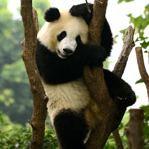 中国大熊猫十年大事记