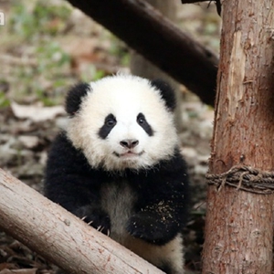 中国大熊猫的“网红”时代