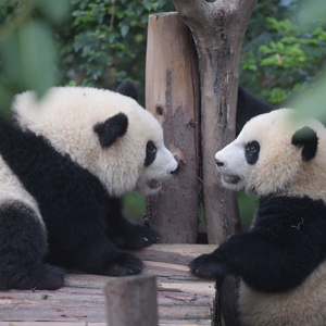 从“部落”到“王国”，国家公园为大熊猫保护翻开新页