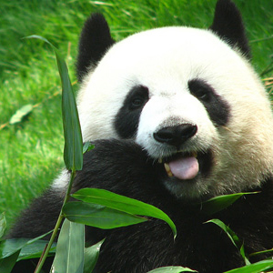 30名台湾大学生到四川体验熊猫保育