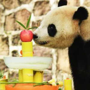 海归大熊猫“泰山”在成都欢度12岁生日