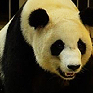 高龄大熊猫产妇“奇珍”第六次当妈