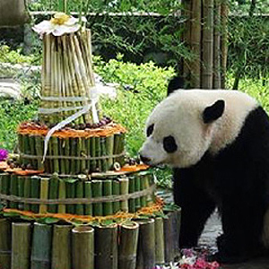 海归大熊猫“宝宝”在家乡欢度国后的首个生日