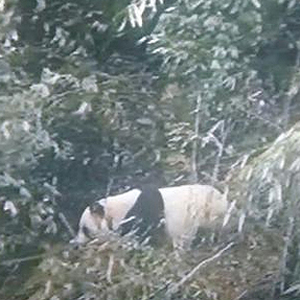四川瓦屋山再次发现野生大熊猫 被拍到时正呼呼大睡