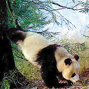 瞧瞧熊猫宝宝的新家园——四川省林业厅厅长为你揭秘大熊猫国家公园