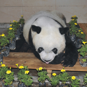 北京亚运会吉祥物“盼盼”原型 大熊猫“巴斯”因病离世